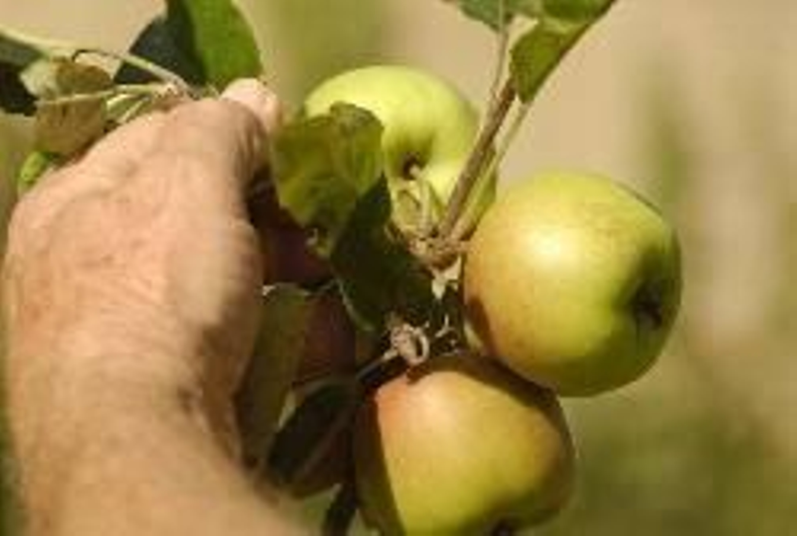 Villaviciosa celebra el Festival de la Manzana.