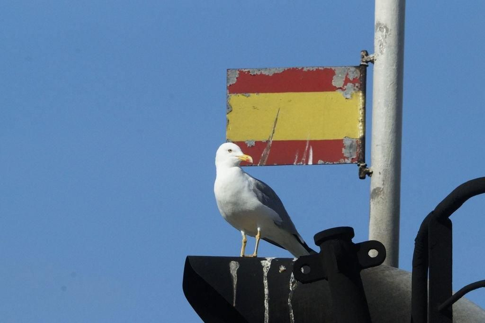 Una gaviota patiamarilla encaramada a un barco pesquero en O Berbés, ayer.
