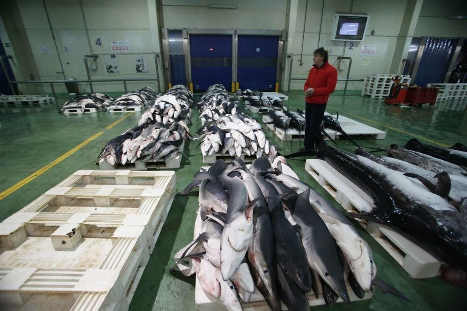 Ejemplares de marrajos y "quenllas" en la lonja de altura de Vigo, para su subasta.