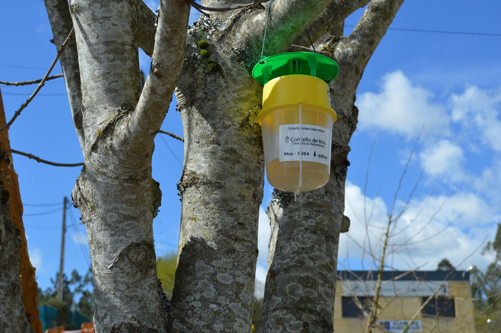 Una de las trampas instaladas en Mos para eviar la proliferación de la avispa velutina.