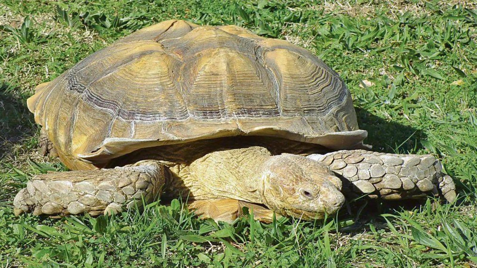 Una de las tortugas más veteranas de Vigozoo es la terrestre de esporas africana.