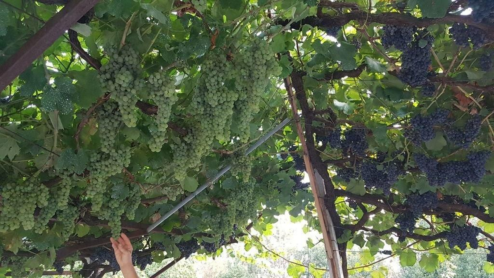 El buen tiempo de los últimos días ayudó en la maduración final. En la foto, un viñedo en Crecente.
