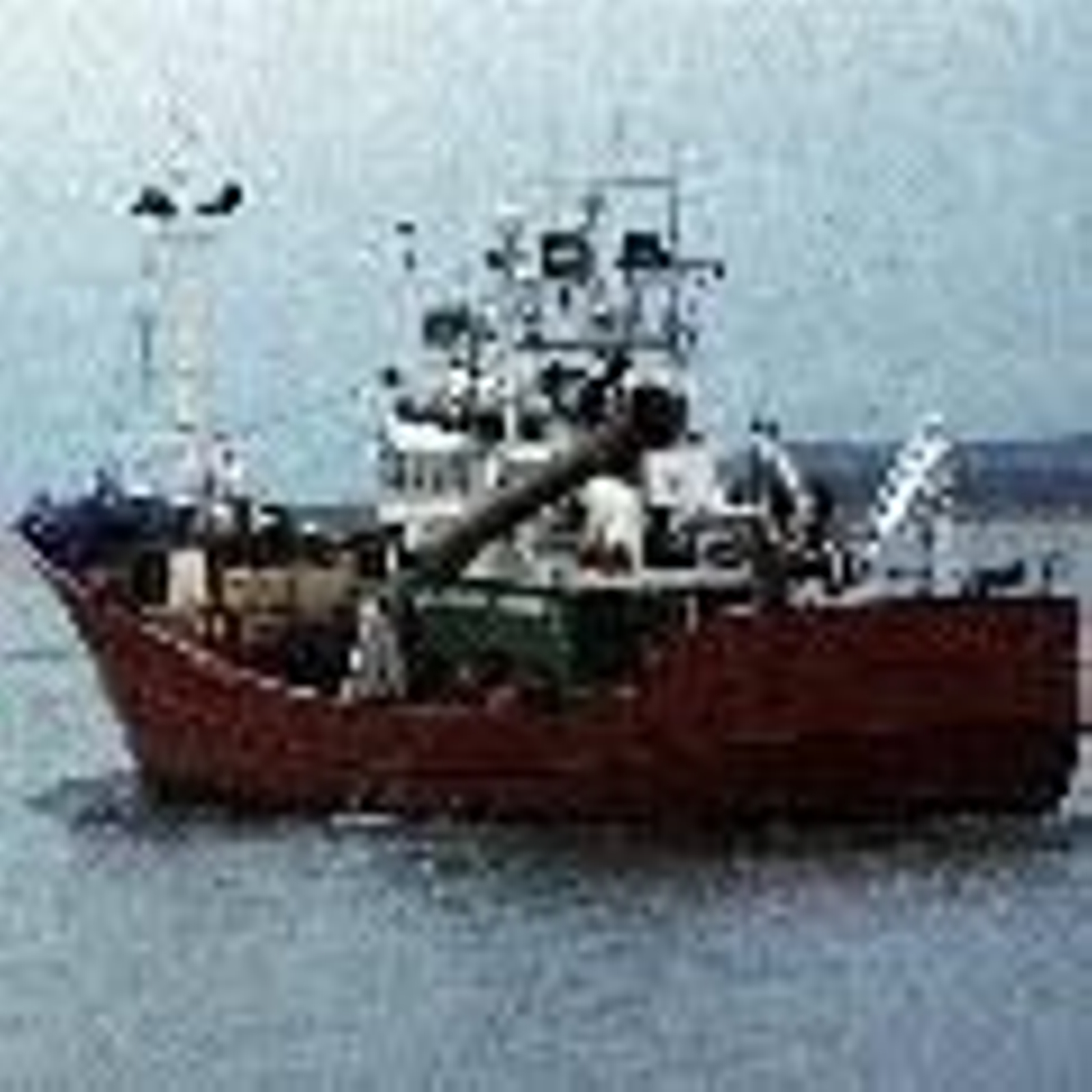 Continúa la veda de la anchoa.