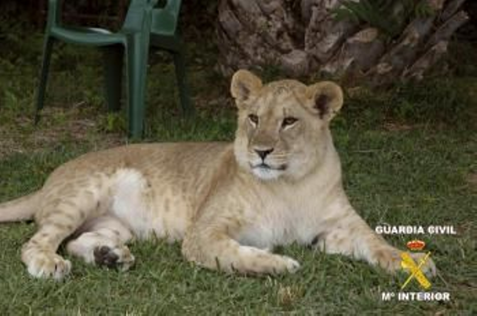 Fotografía facilitada por la Guardia Civil tras haber intervenido una leona en una vivienda de una urbanización de Badajoz