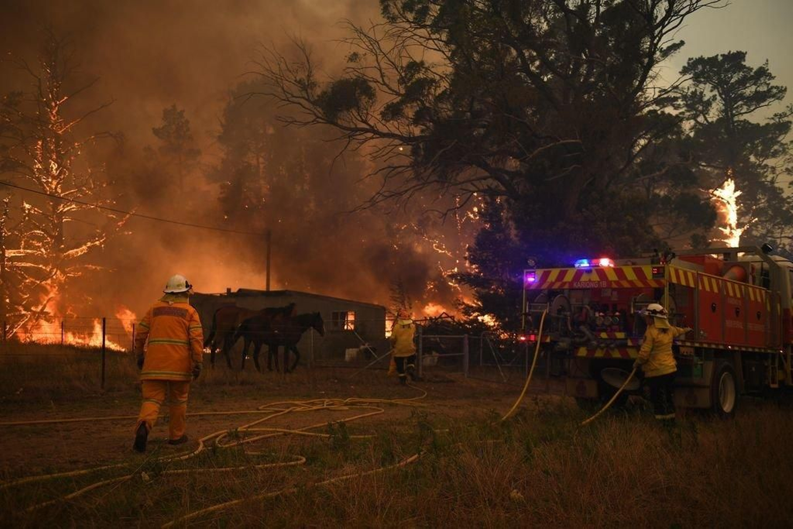 Los somberos ayudan a unos caballos que se vieron rodeados por el fuego en Gospers Mountain.