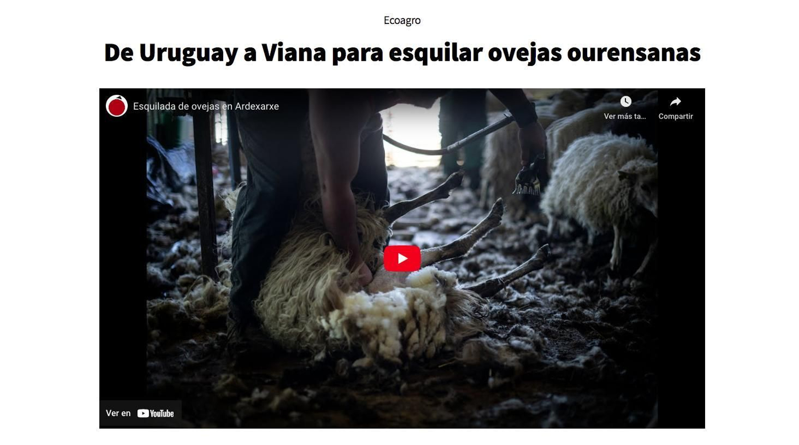 Uruguay Ourense esquila