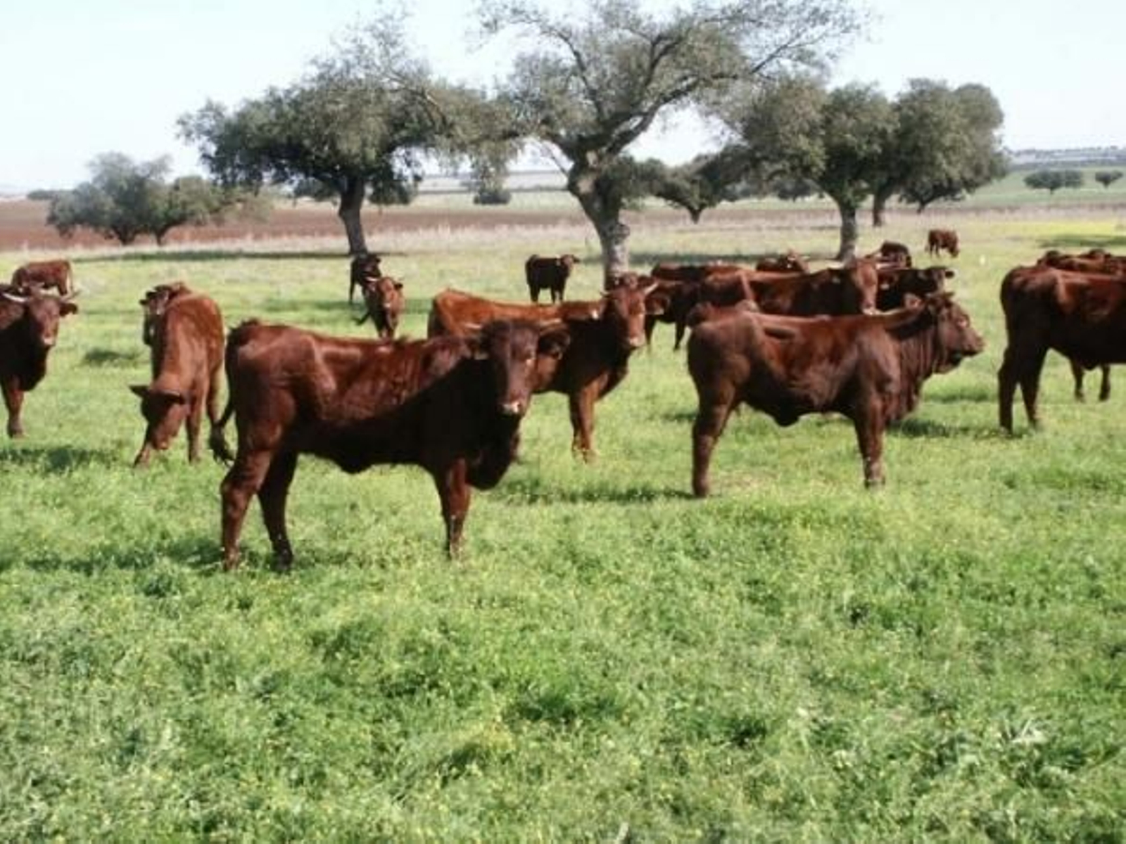 Comienza la entrega de ayudas al ganado vacuno.