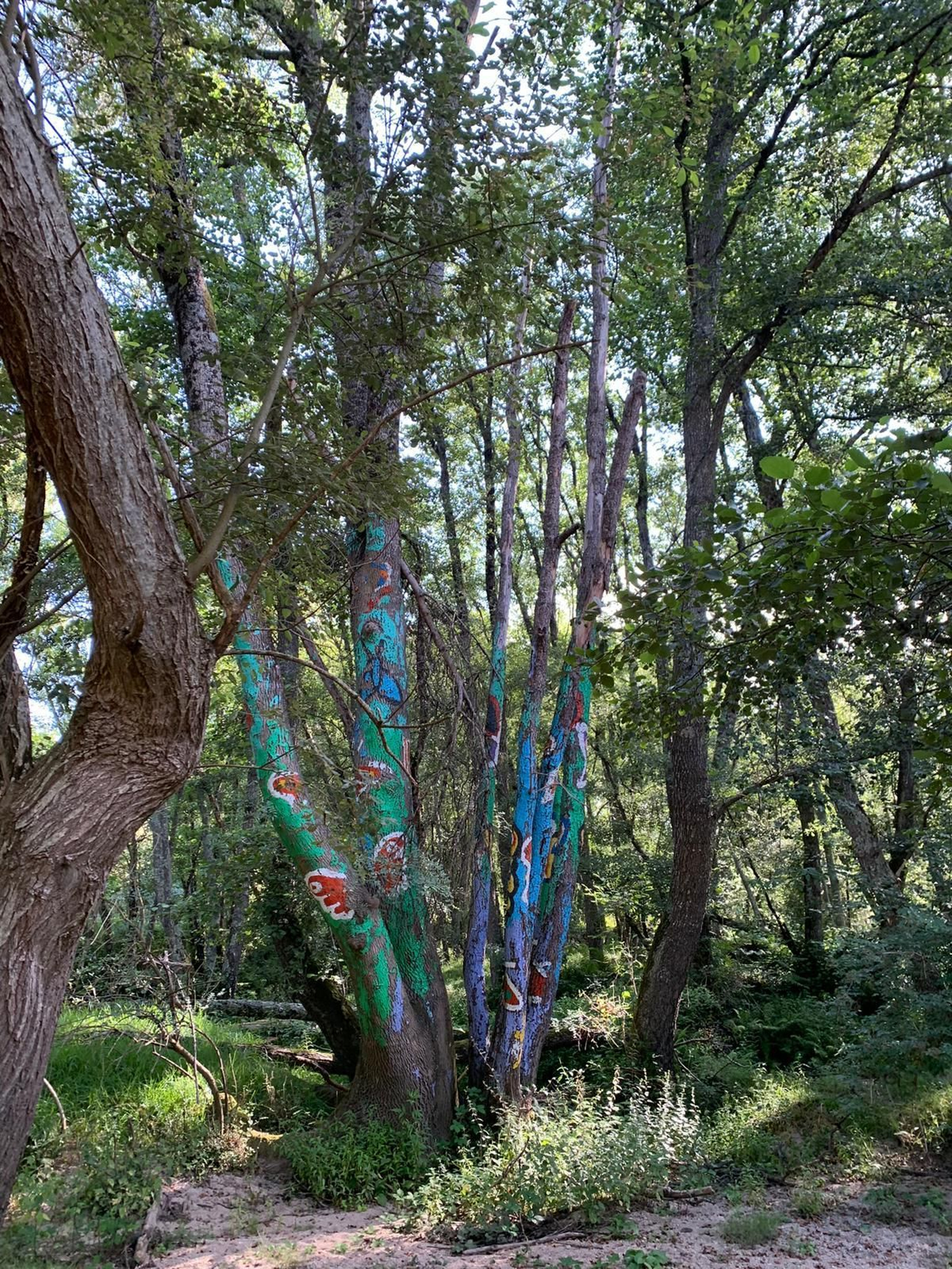 En la imagen un bosque de Allariz