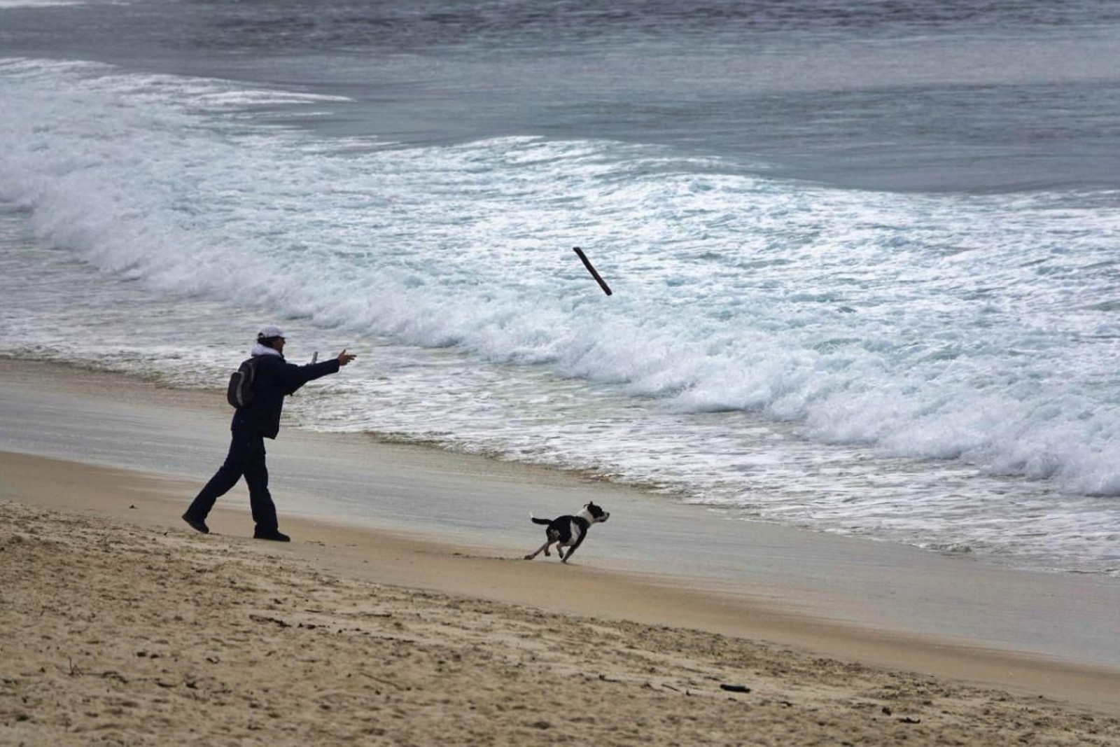 Es habitual ver por el arenal de Samil a perros paseando sin correa.