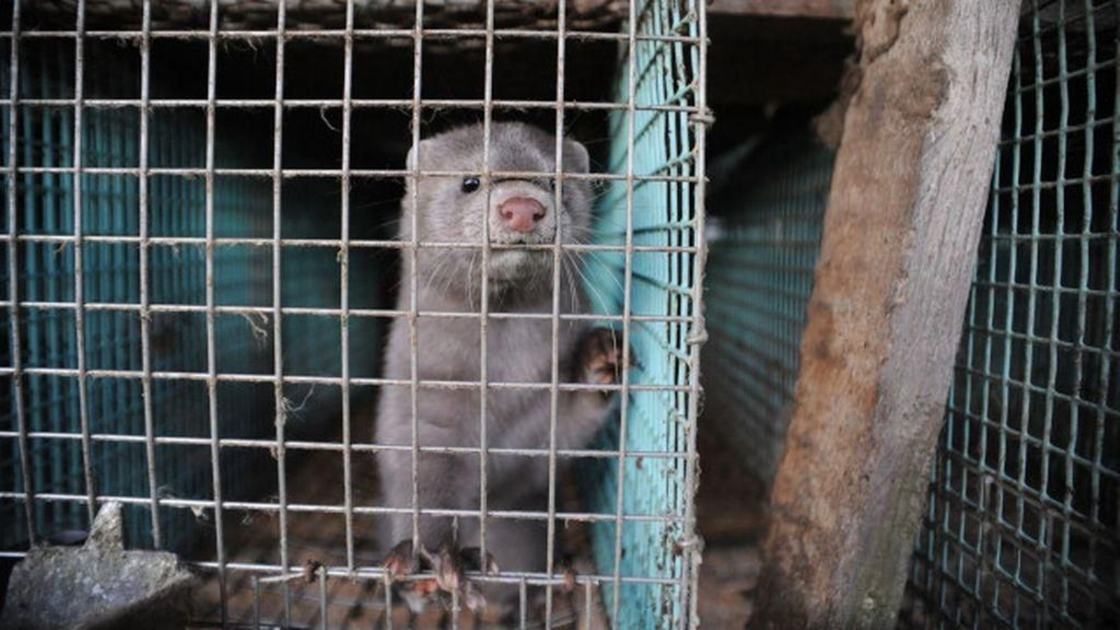 Un visón en una granja de Dinamarca.