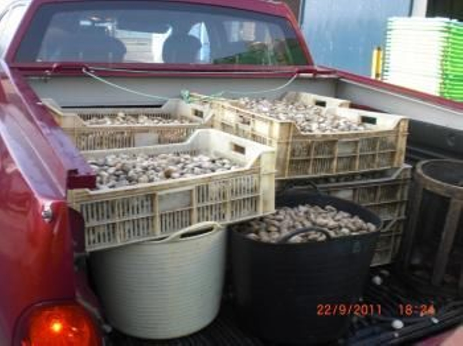 Almejas Decomisadas.