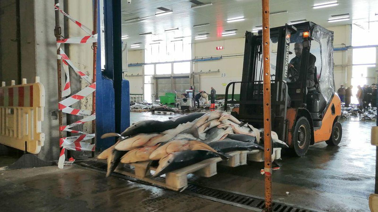Tiburones movidos en el edificio principal de la lonja, un tráfico que ha ido a menos.