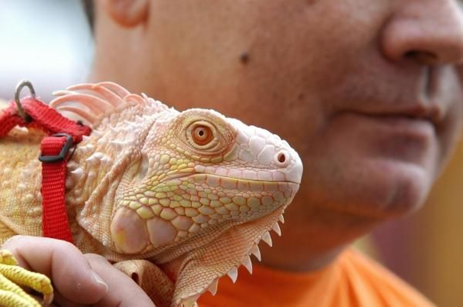 Las iguanas, unos de los animales exóticos  más comunes en los hogares.