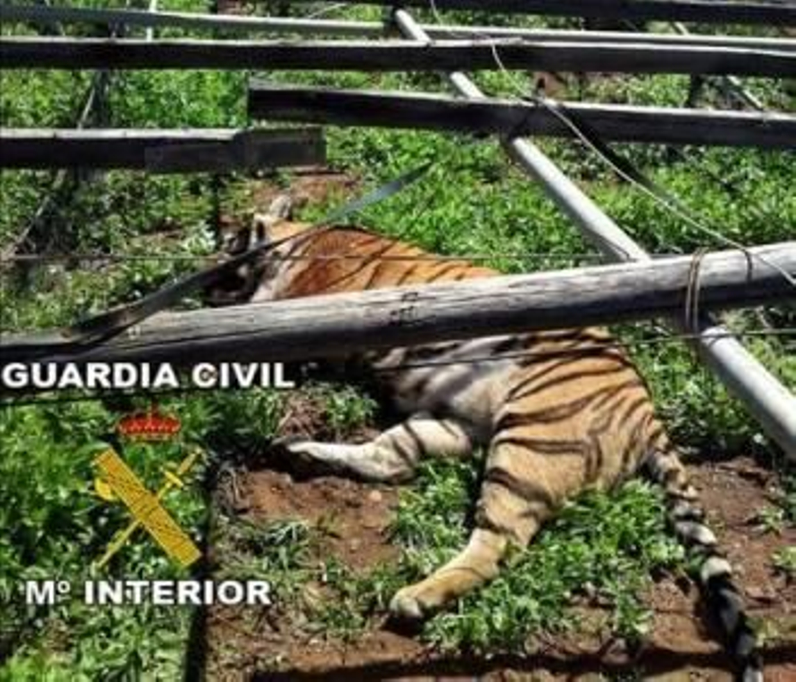 Uno de los tigres, tras ser abatido. (Foto: EFE)