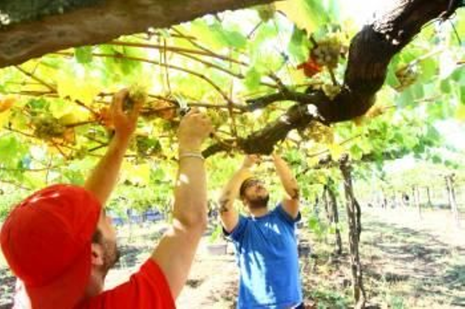 La uva está muy madura, tras una primavera muy seca, por eso la vendimia se adelanta.