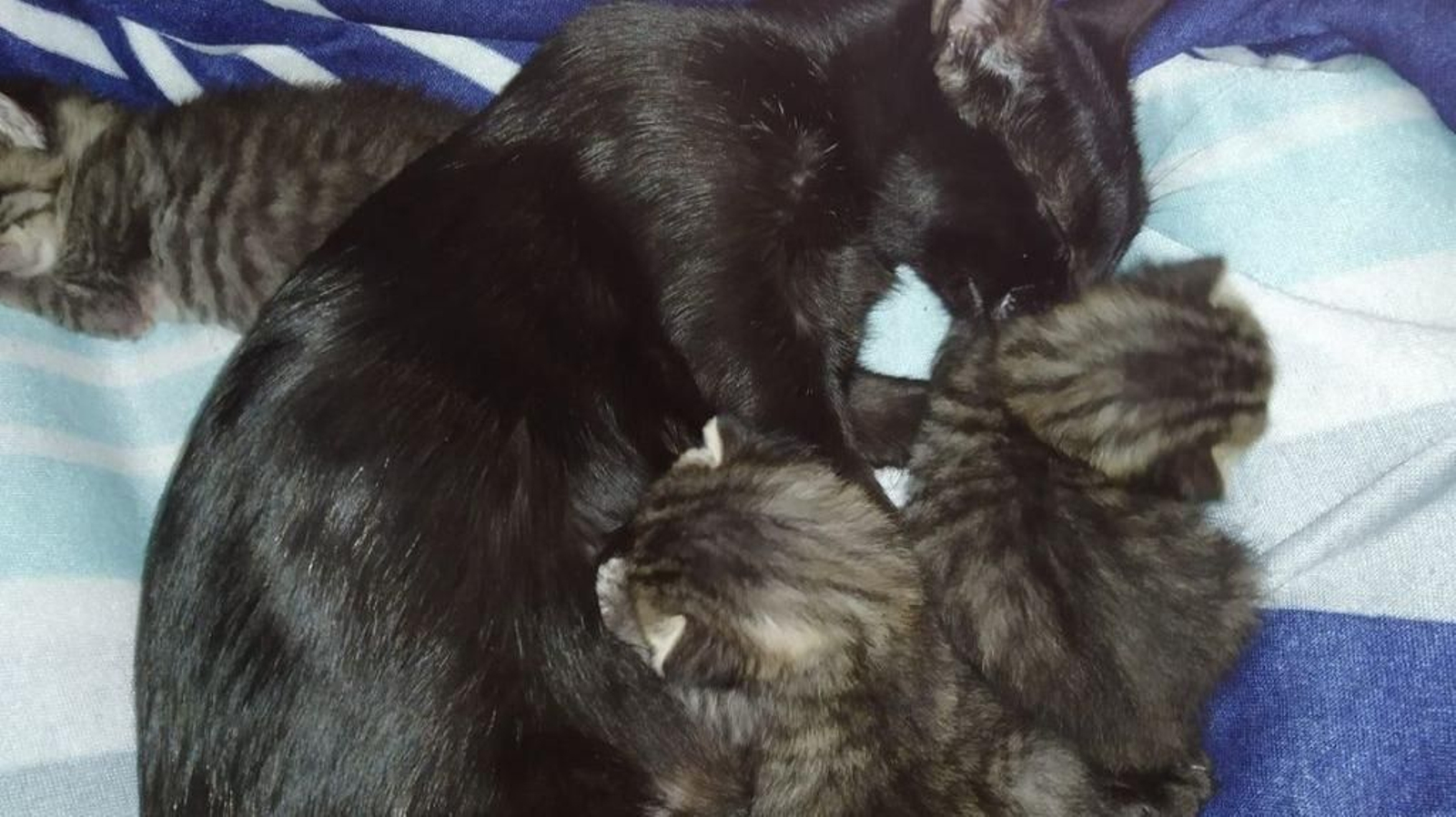 La gata y crías rescatadas.