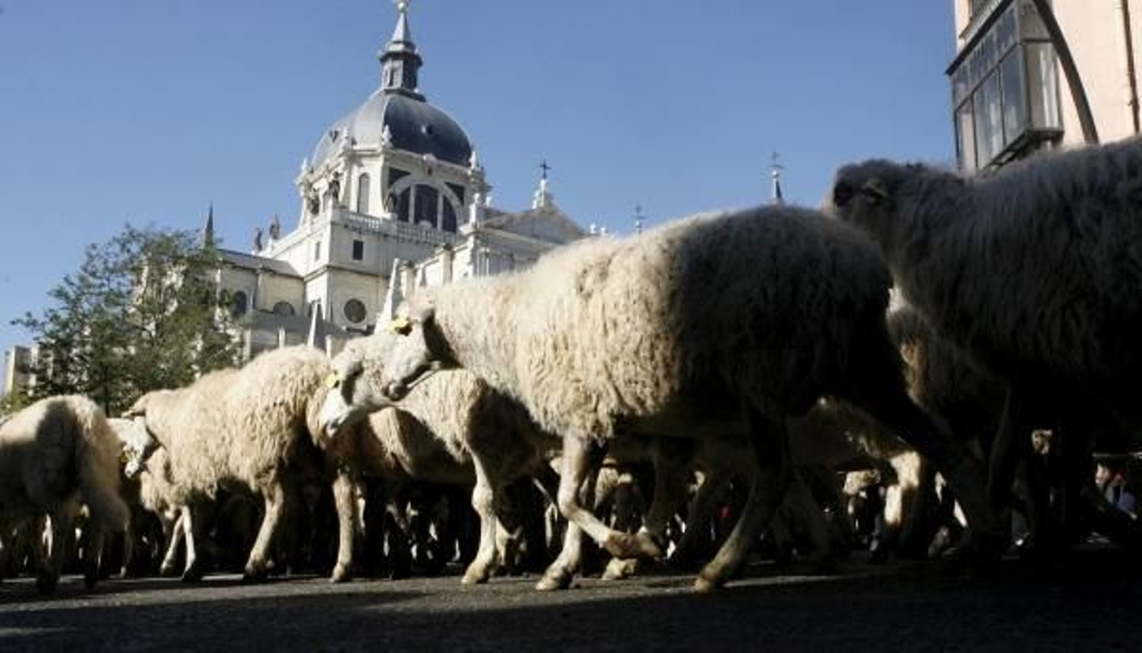 Un rebaño de ovejas pasa junto a la catedral de La Almudena.