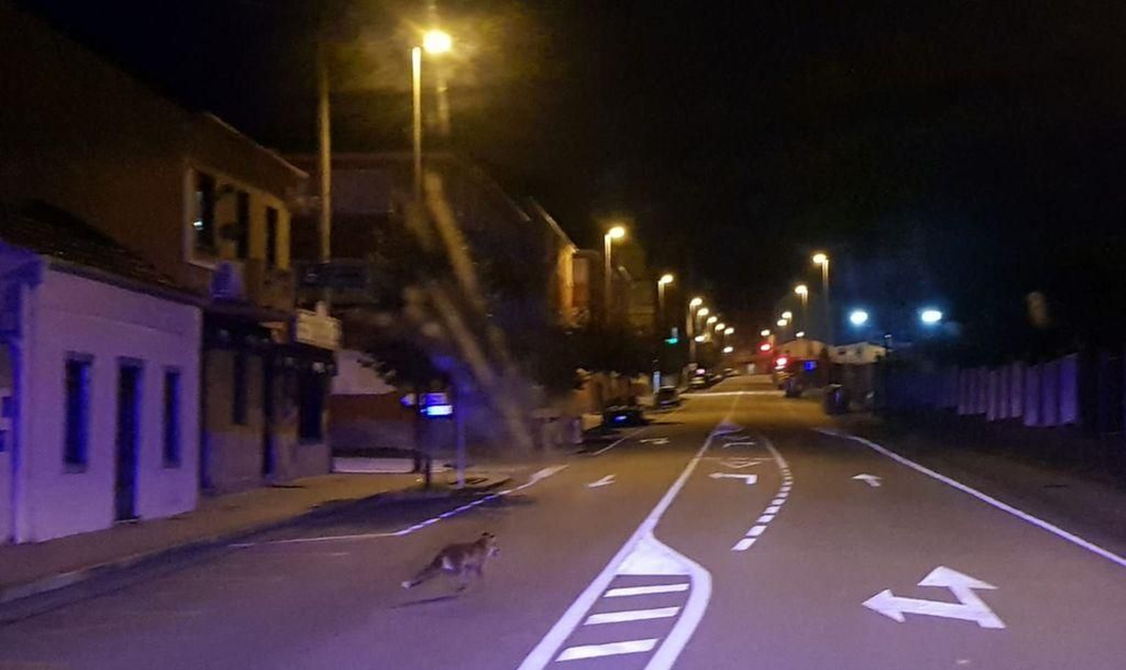 Un zorro se paseó esta madrugada por las inmediaciones de Barreiro, en pleno casco urbano.