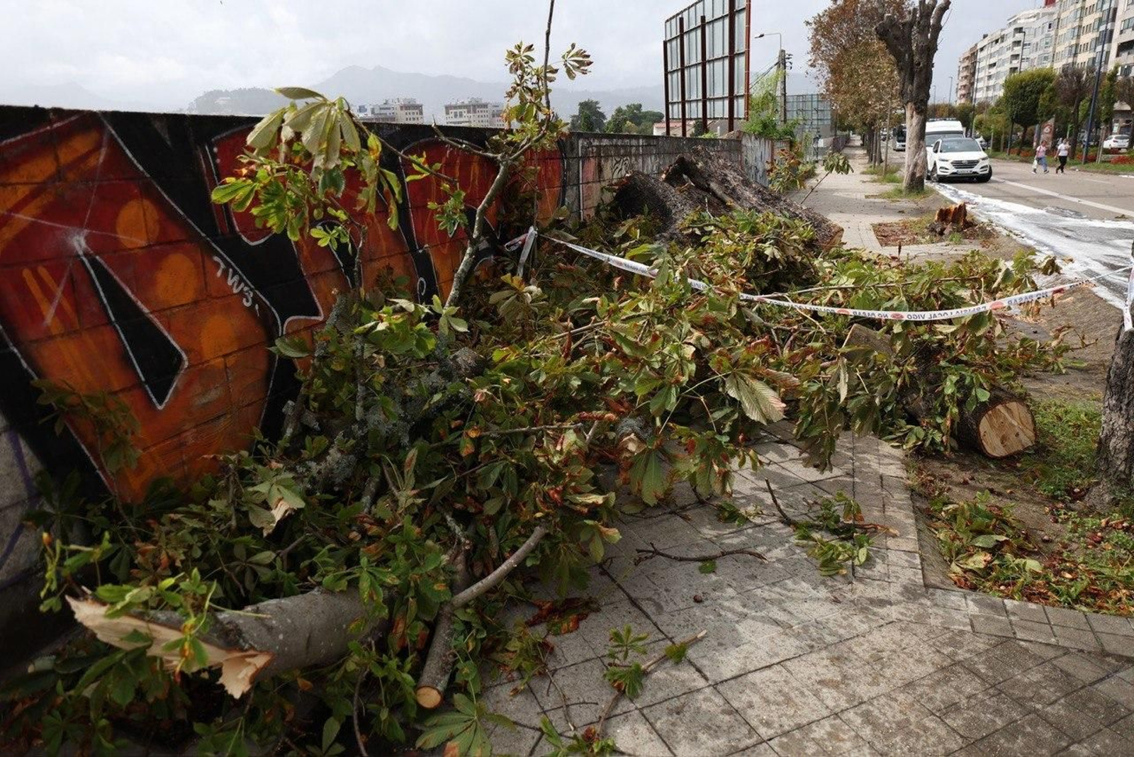 El árbol que cayó en Gran Vía y produjo un accidente. // Alberte
