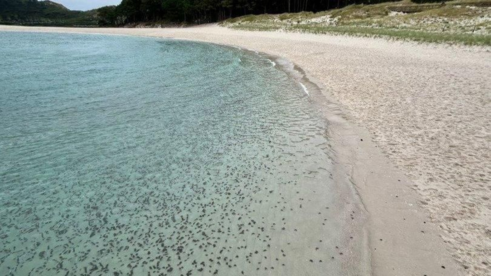 Los cangrejos, en la playa de Rodas. // Cedida