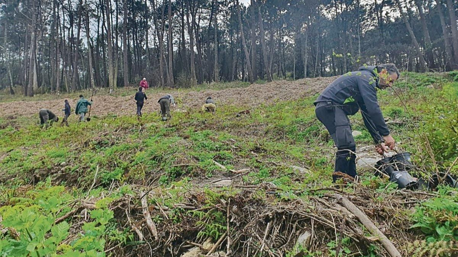 Un momento del proceso de corta de eucaliptos y acacias, con una amplia superficie ya despejada.