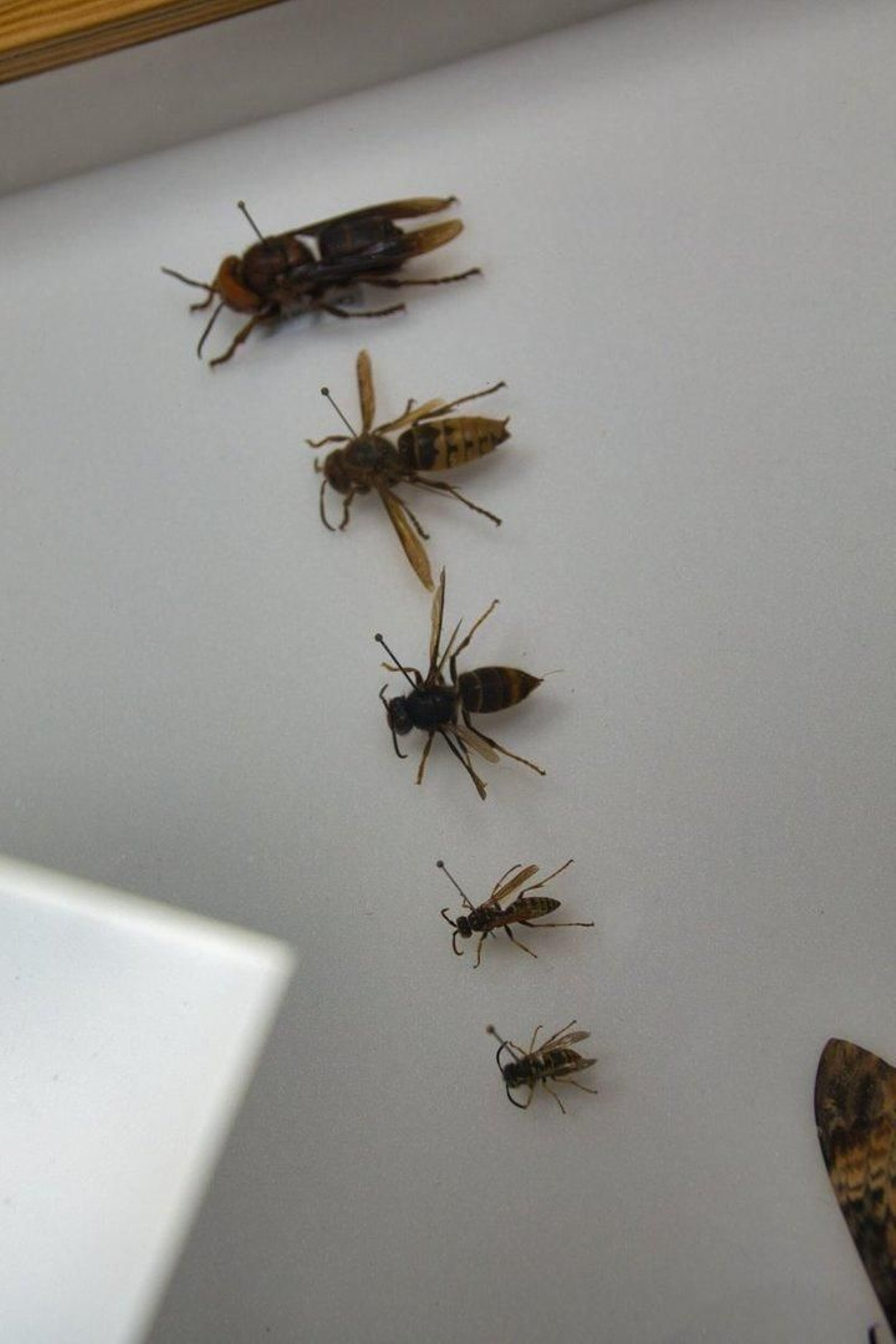 La velutina, en el centro.