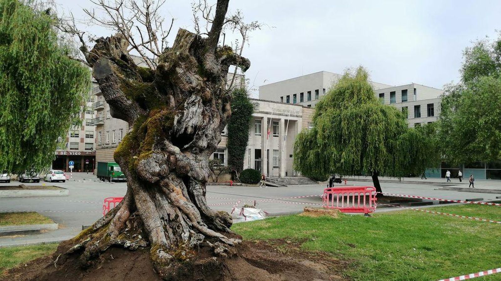 El olivo de la plaza de la Estrella, que ahora también servirá de símbolo del Puerto de Vigo.