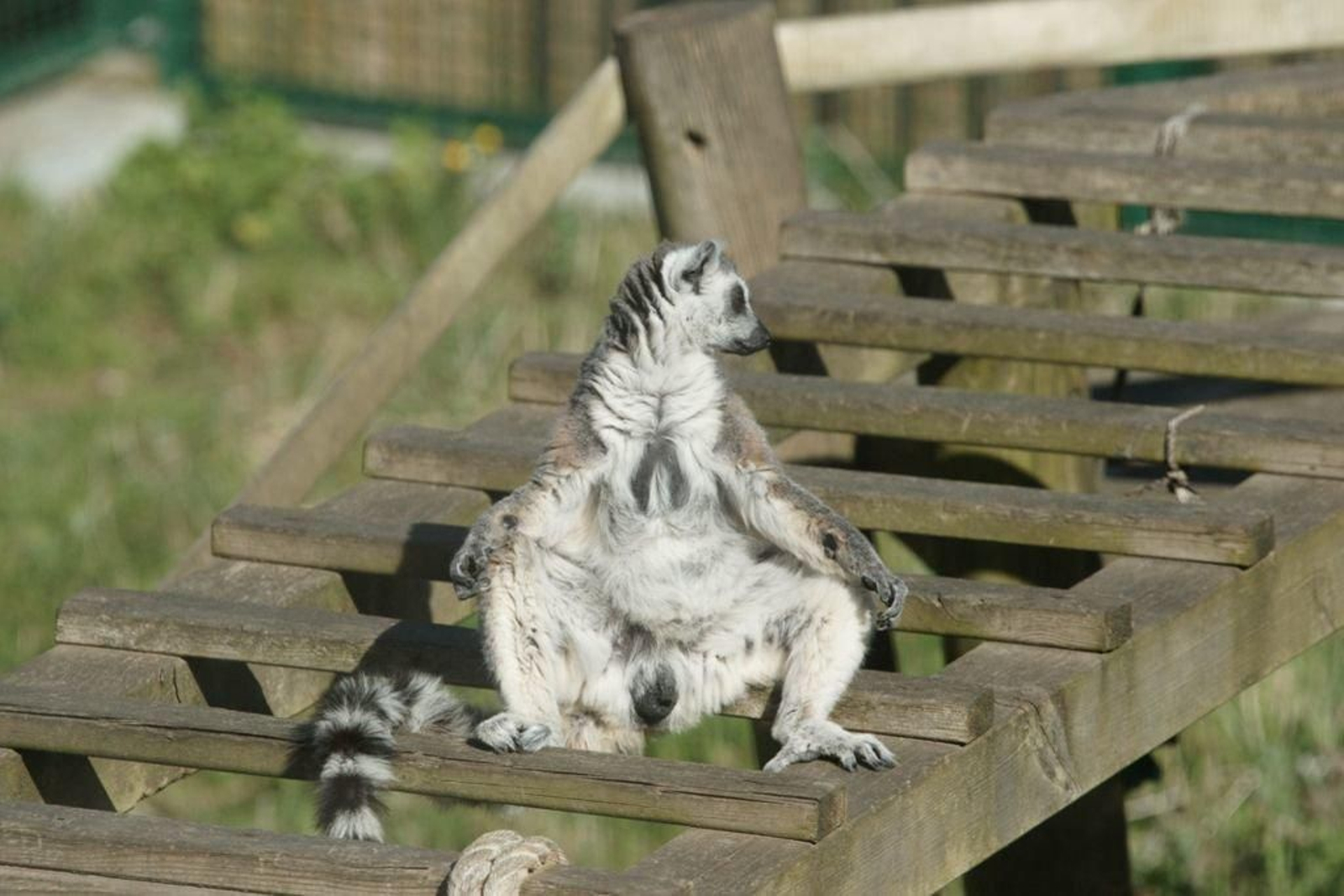 Un lemur tomando el sol.