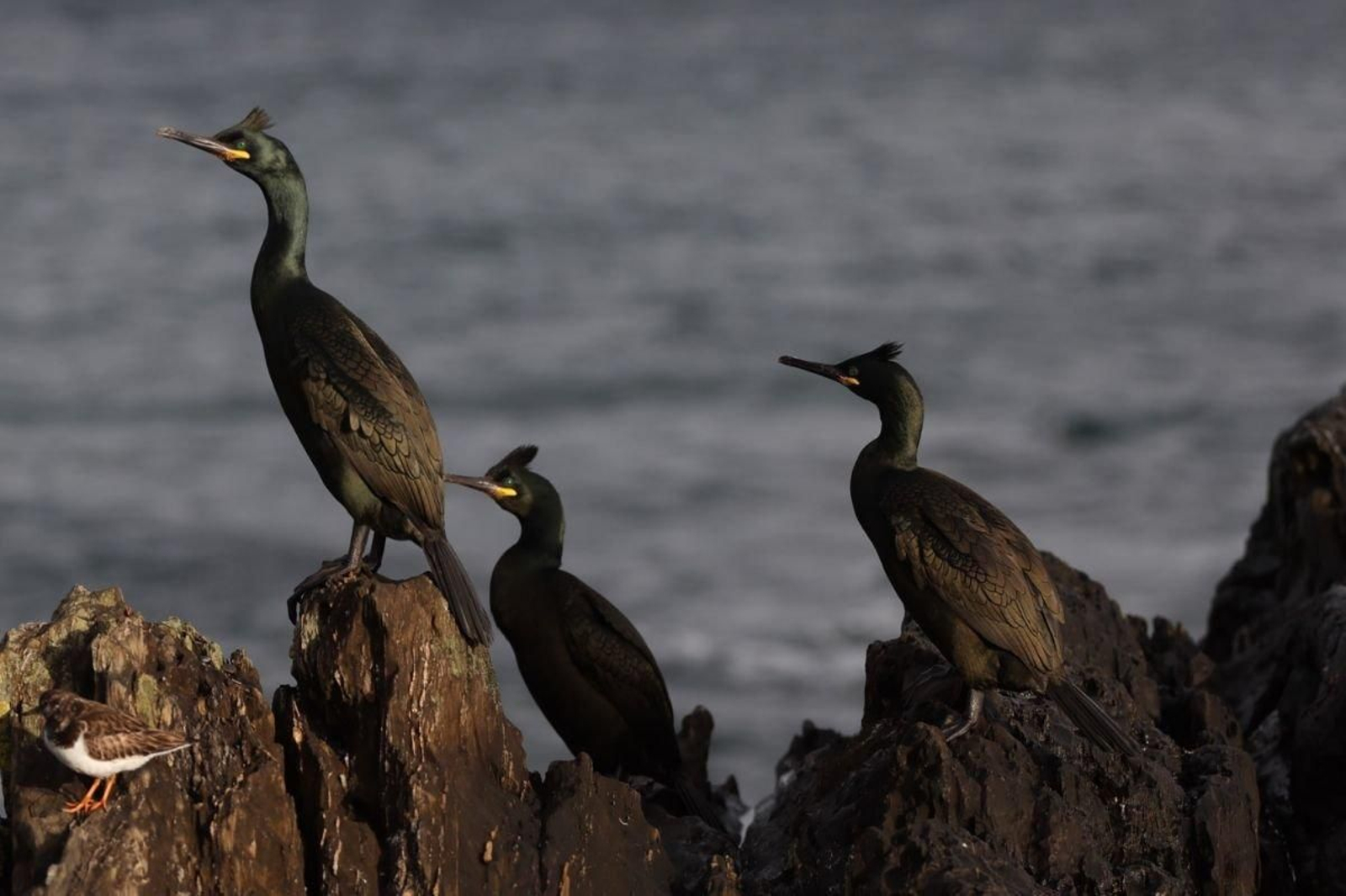 Cormoranes al sol en unas rocas en el entorno de las Cíes, donde hay una colonia.