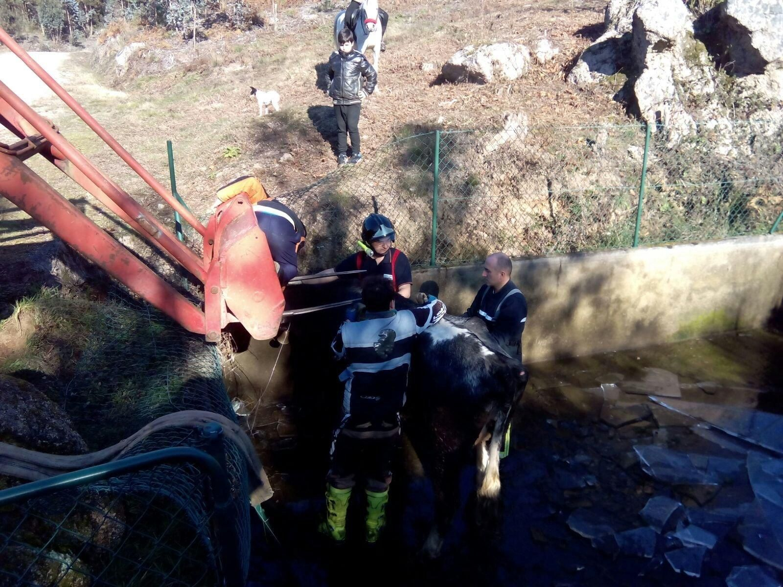 Momento en el que el animal fue liberado en buenas condiciones tras casi dos horas.