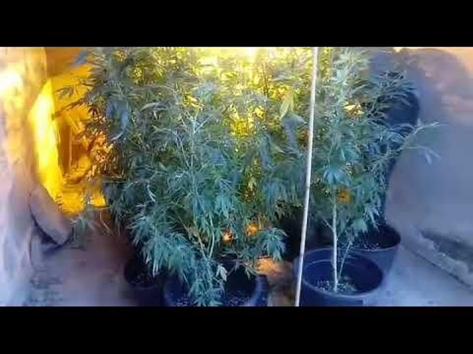 La Guardia Civil un cultivo “indoor” de marihuana en un galpón anexo a una vivienda en Arbo