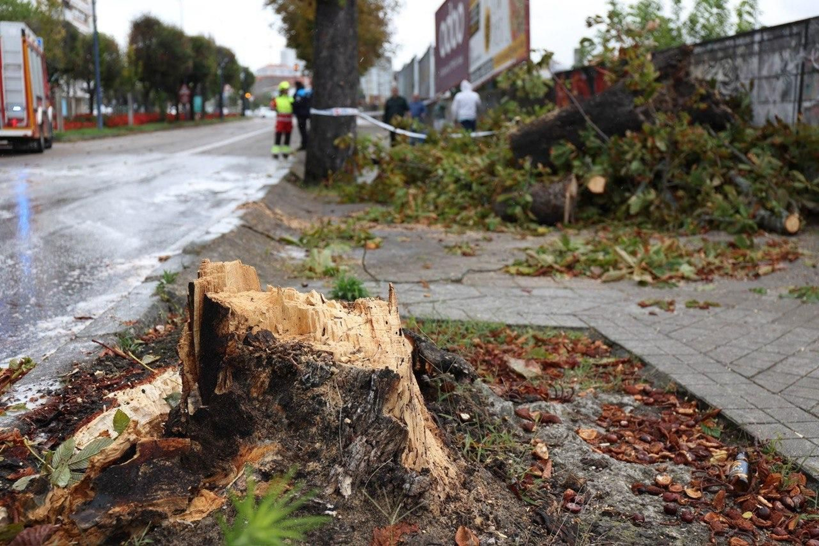 El árbol que cayó en Gran Vía y produjo un accidente. // Alberte