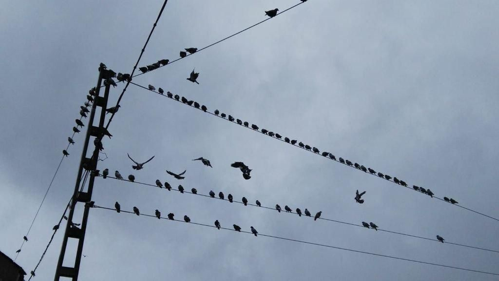 Las terrazas de la zona peatonal sufren una invasión diaria de palomas.