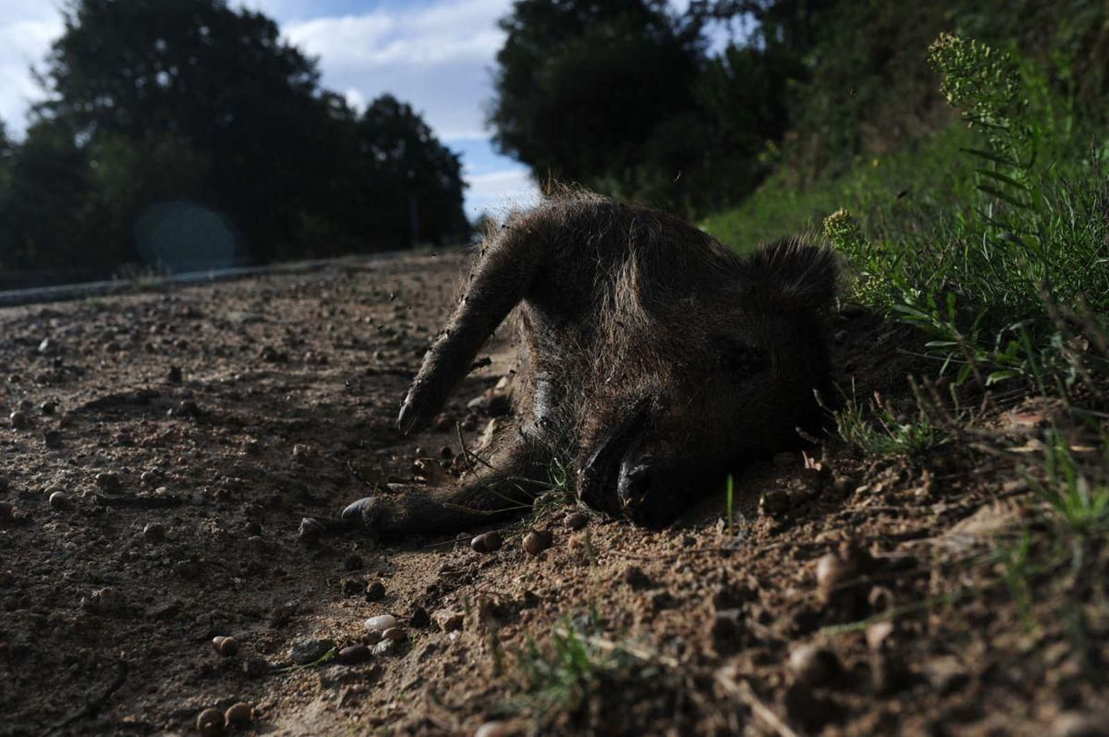 Un jabalí muerto en una carretera de la Comunidad Autónoma.