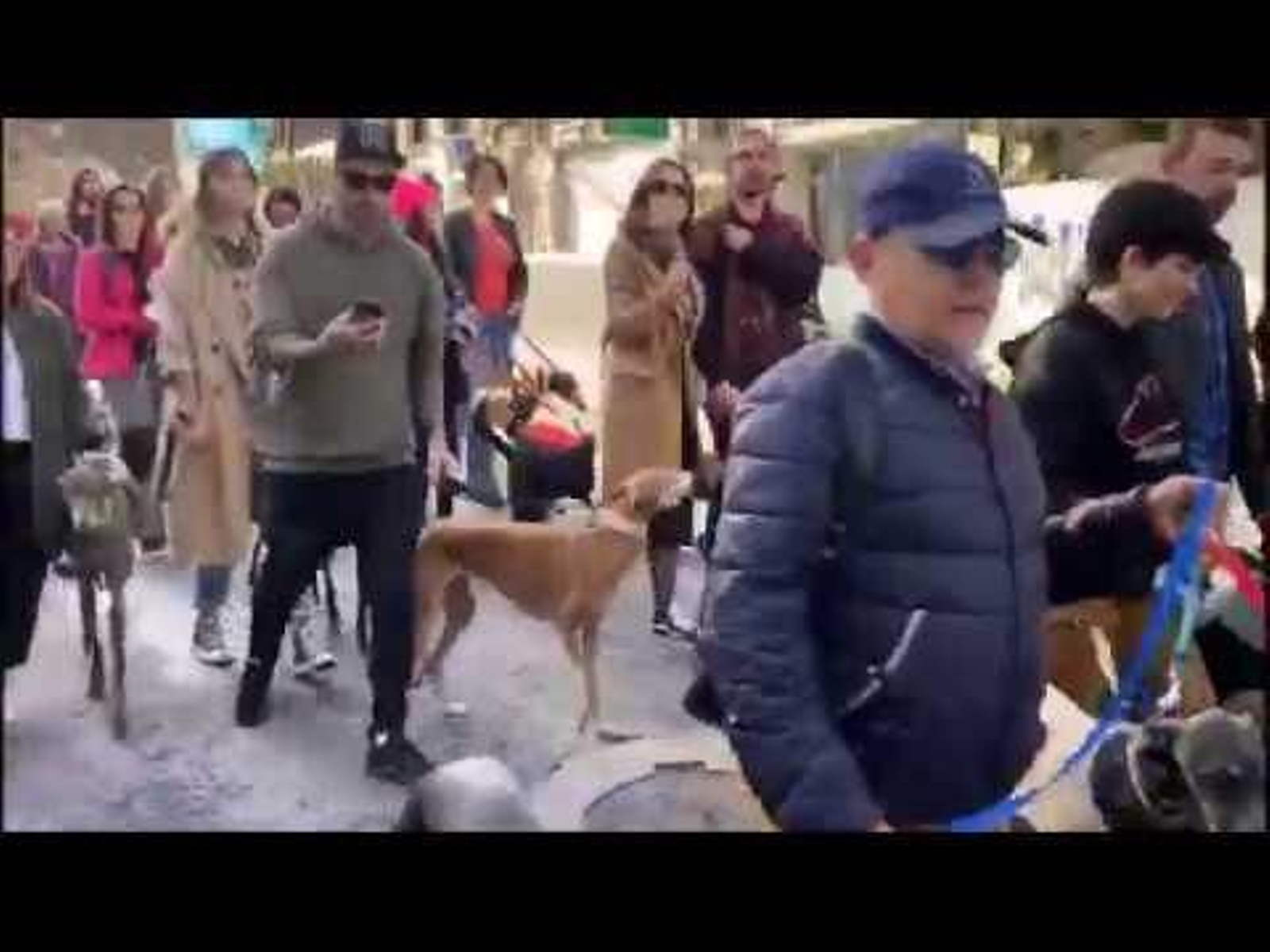 La plataforma 'No a la caza' exige una Ley que vele por los perros de caza