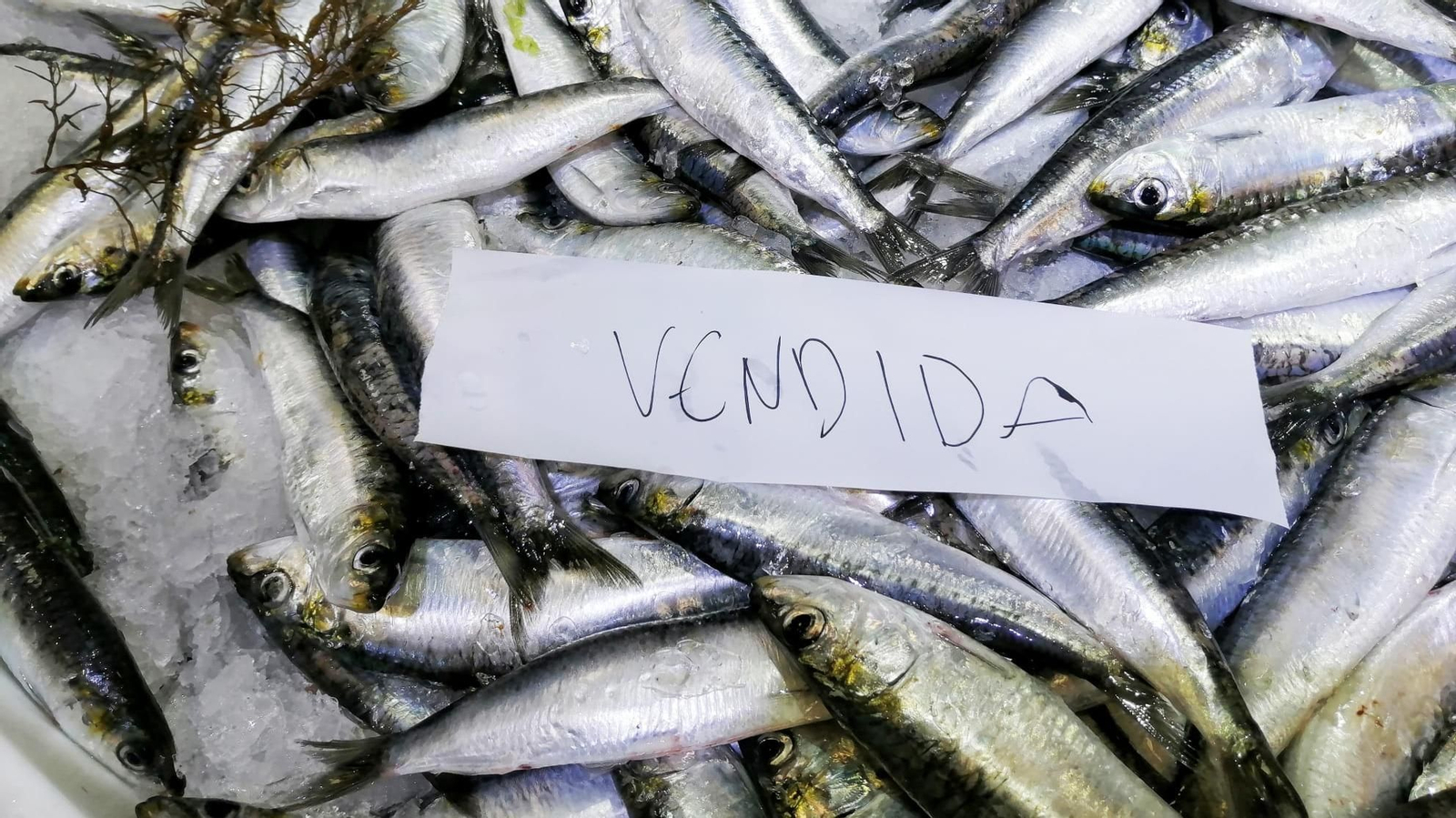 Sardinas esta mañana en el mercado a 25 euros el kilo // Vicente