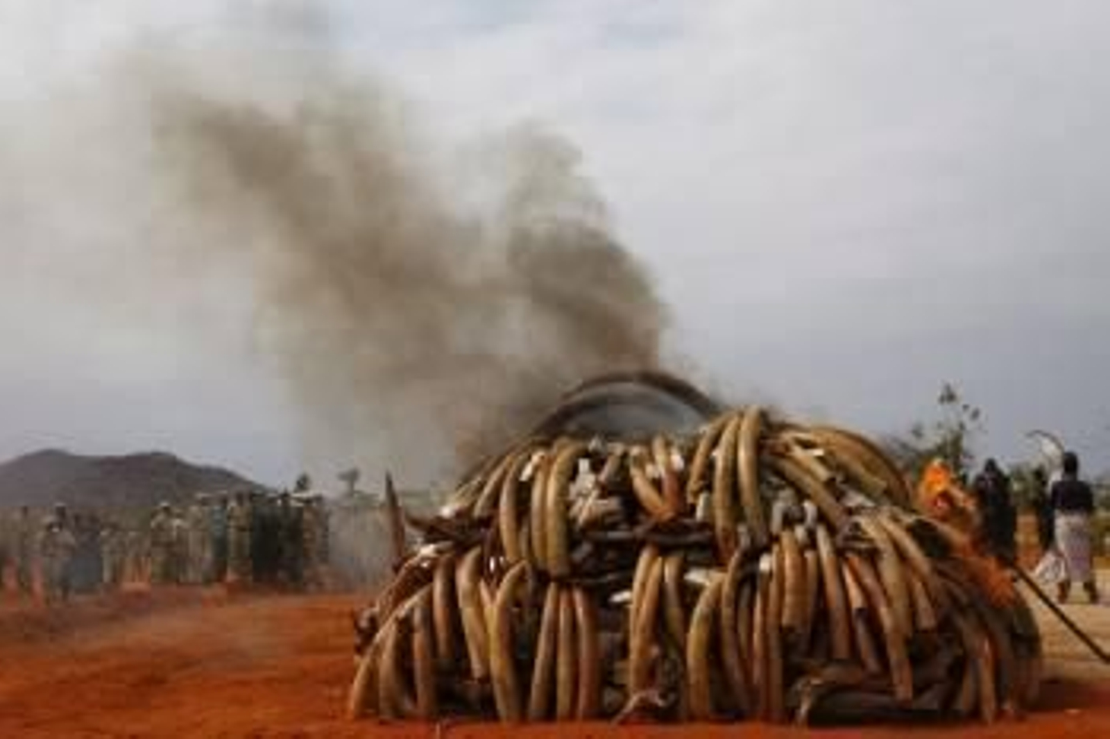 Quema de colmillos de Elefante de contrabando. (Foto: EFE)