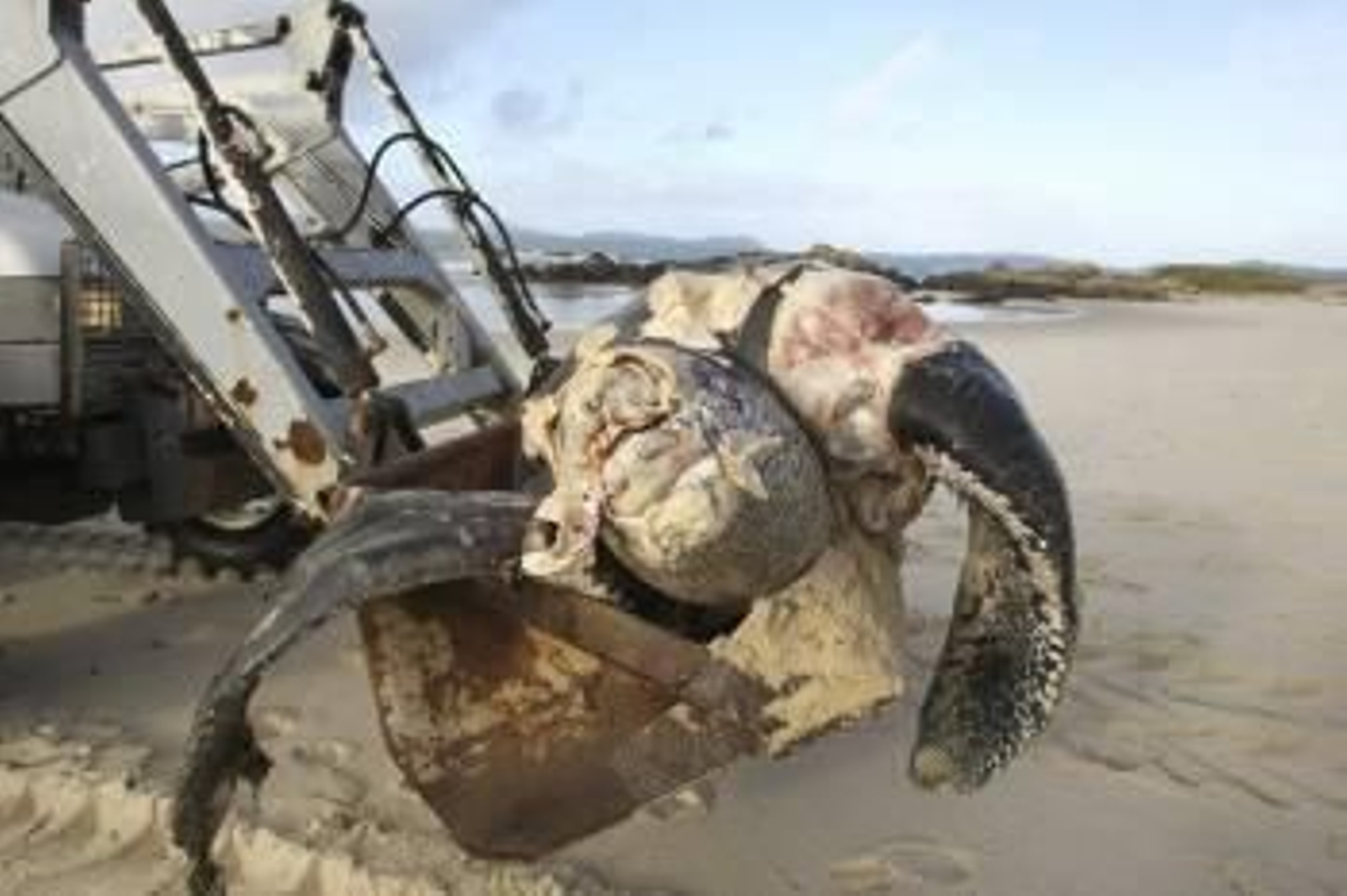 El temporal que ha activado la alerta roja en las costas de Galicia se ha dejado notar en Vigo, donde una tortuga ha ido a parar a la playa de Samil. (Foto: EFE)