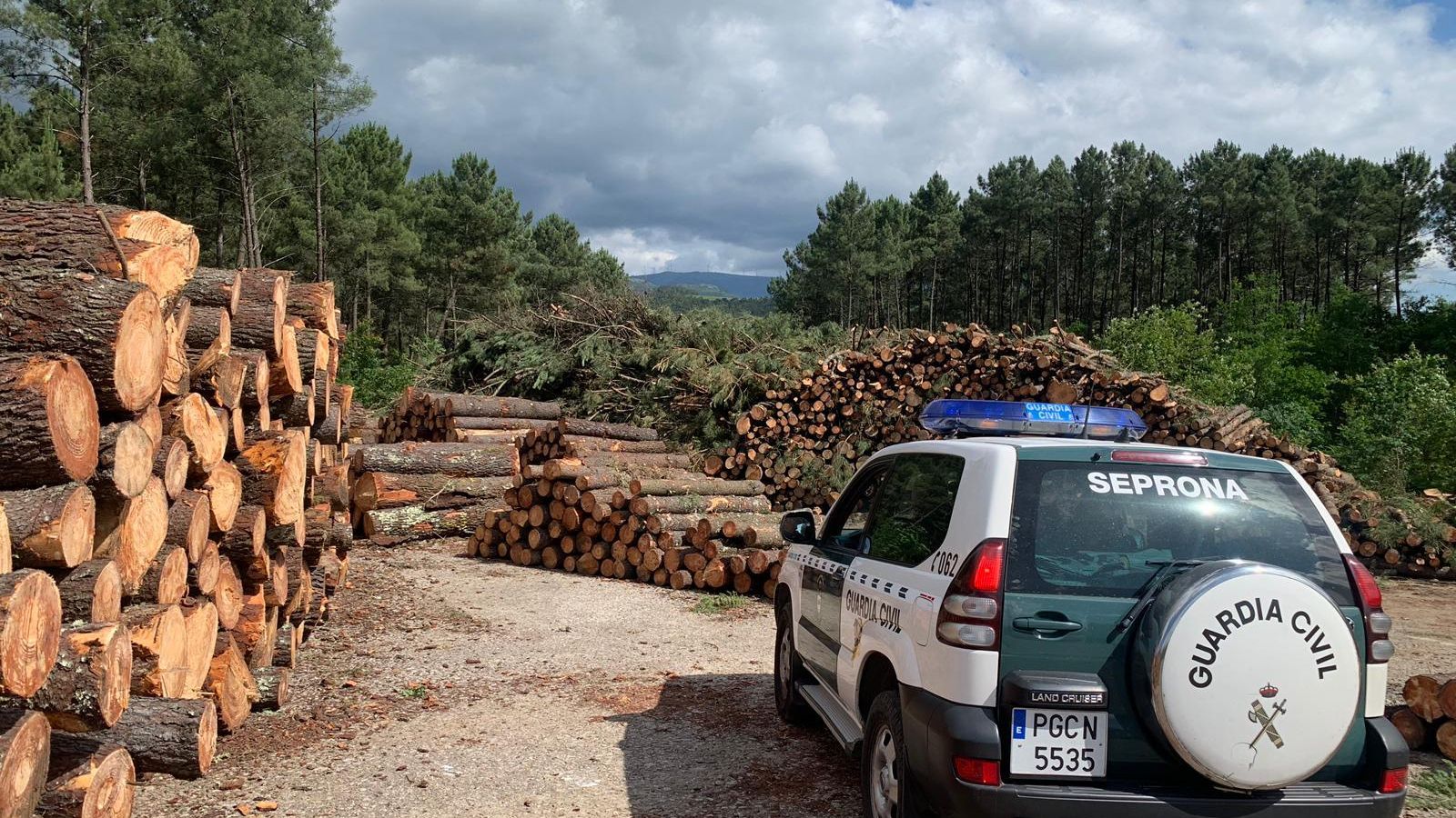 20190812 NEMATODO PINO SEPRONA1