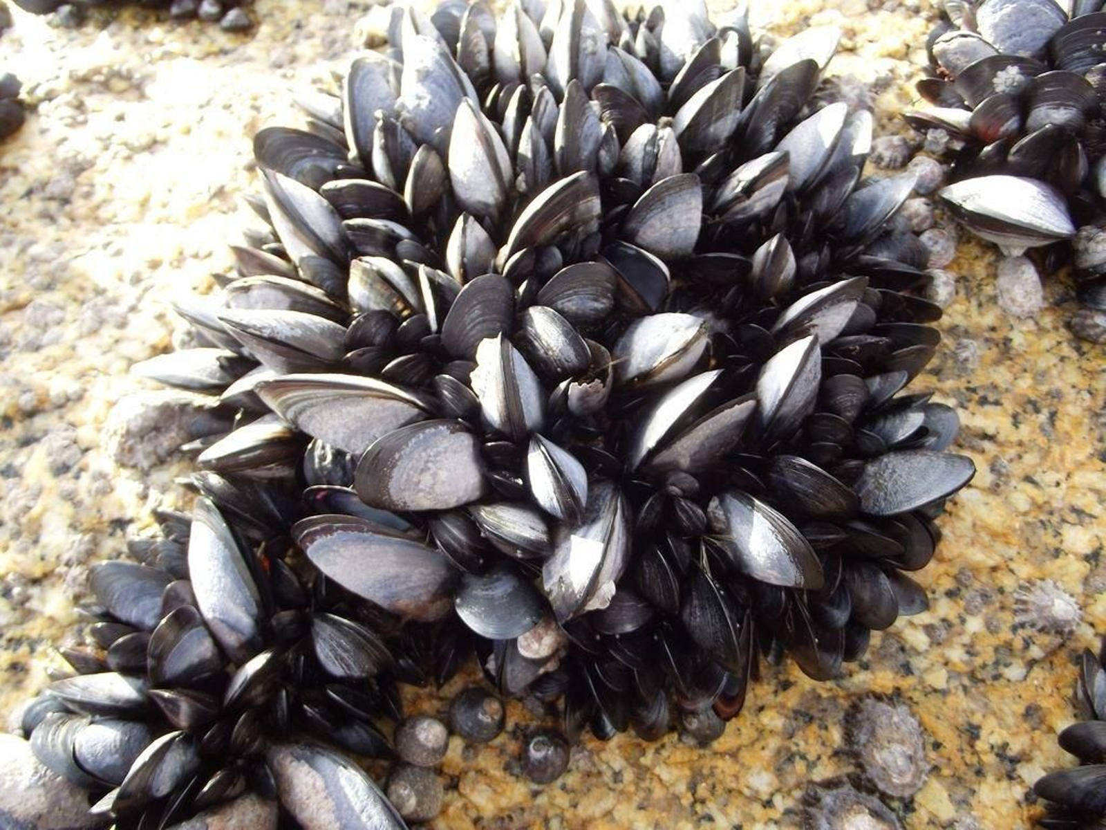 El estudio de científicos vigueses del IEO se realizó en mejillón de roca en 7 puntos de la Ría.