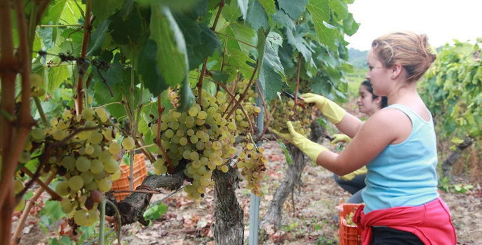 La Federación de Industria y de los Trabajadores Agrarios FITAG-UGT calcula en 15.000 los españoles que irán a la vendimia en Francia.