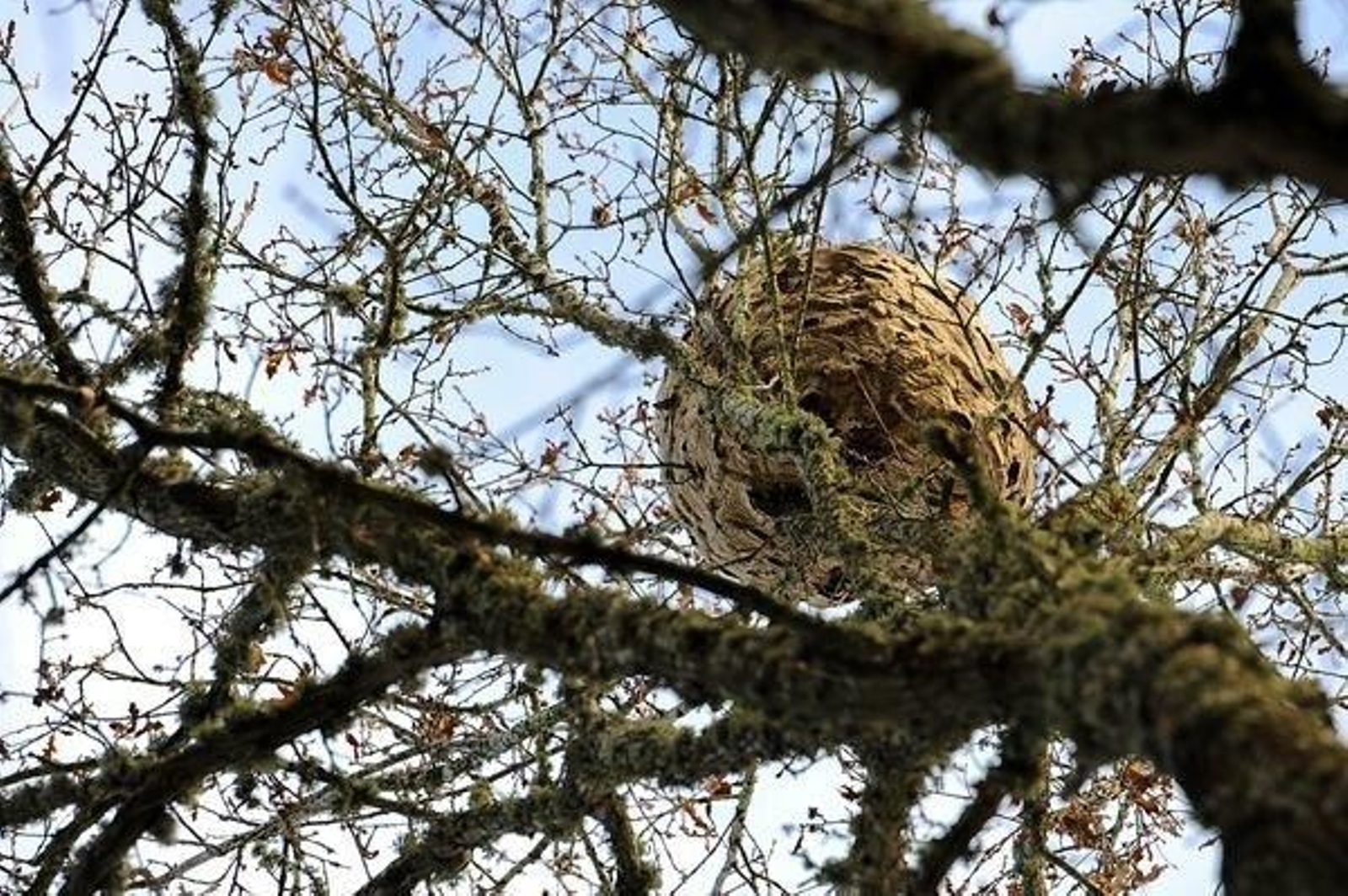 Imagen de un nido de velutina