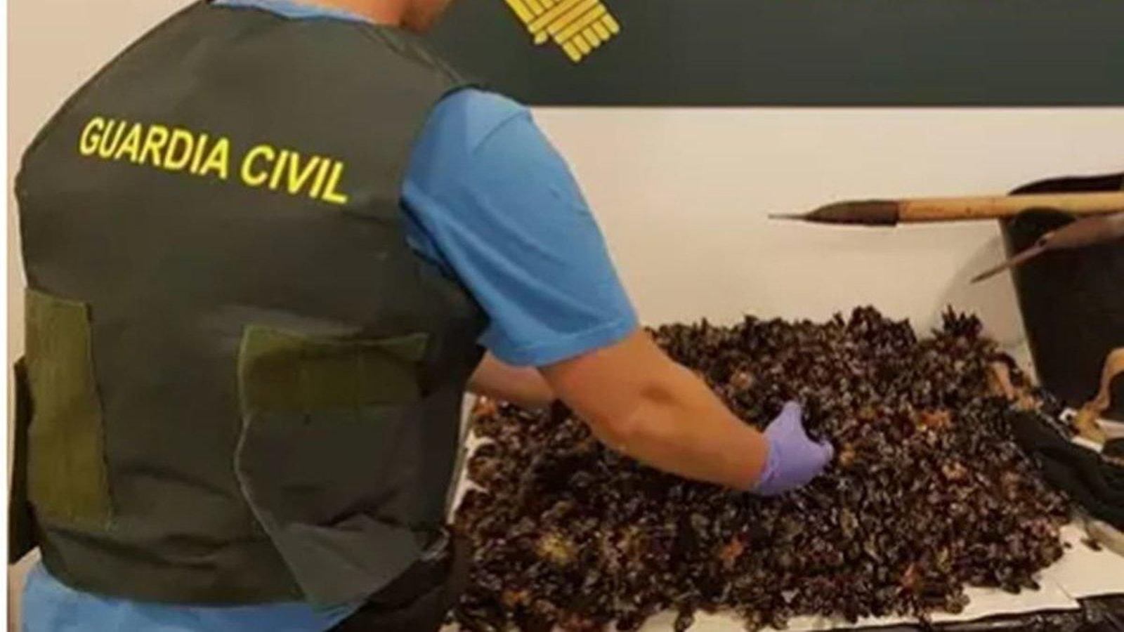 Imagen de una incautación a furtivos en Baiona.