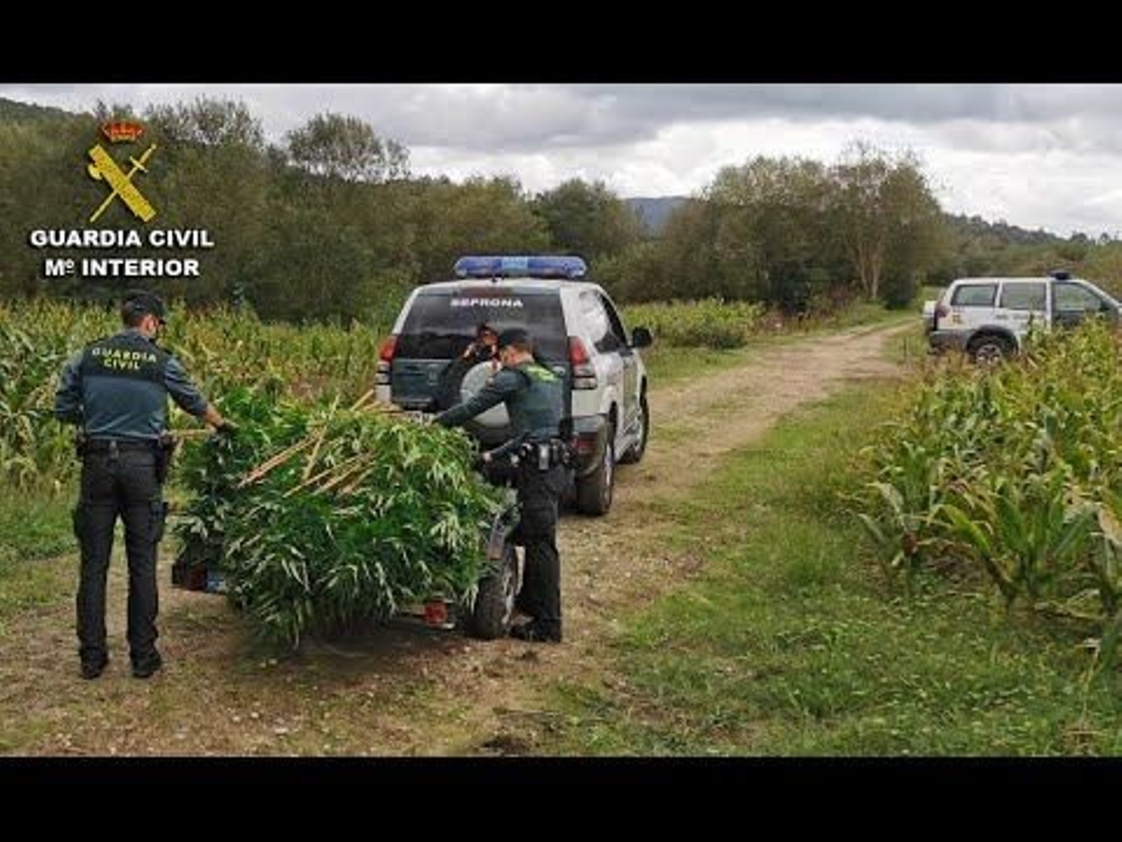 La Guardia Civil detiene al presunto responsable de dos plantaciones de marihuana en Caldas y Barro