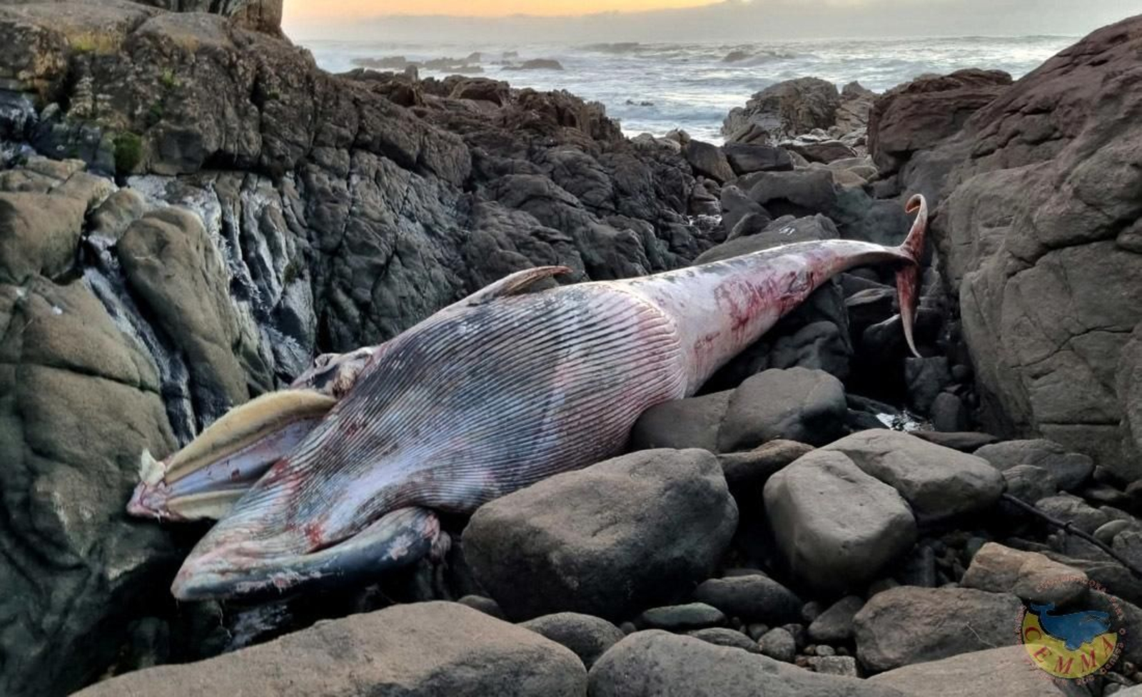 La ballena de 8 metros muerta en Oia. // Cemma