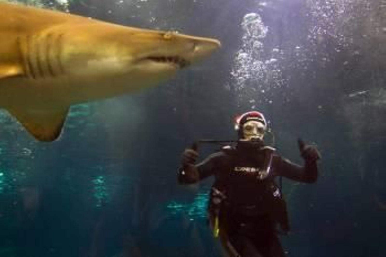 El piloto español de Superbikes, Carlos Checa (Foto: EFE)