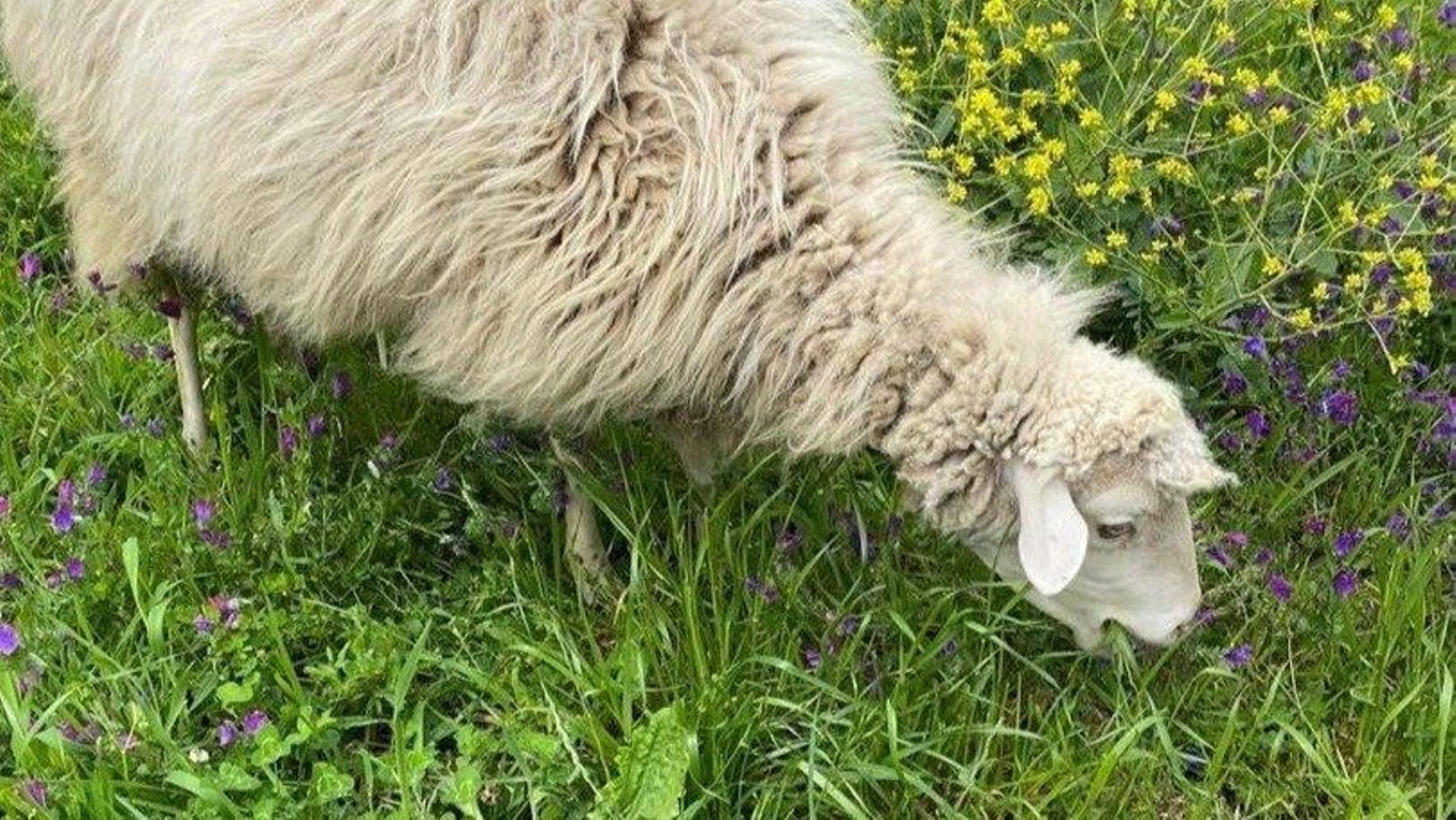 La oveja está siendo cuidada en el Centro Ecuestre Serra Galiñeiro.