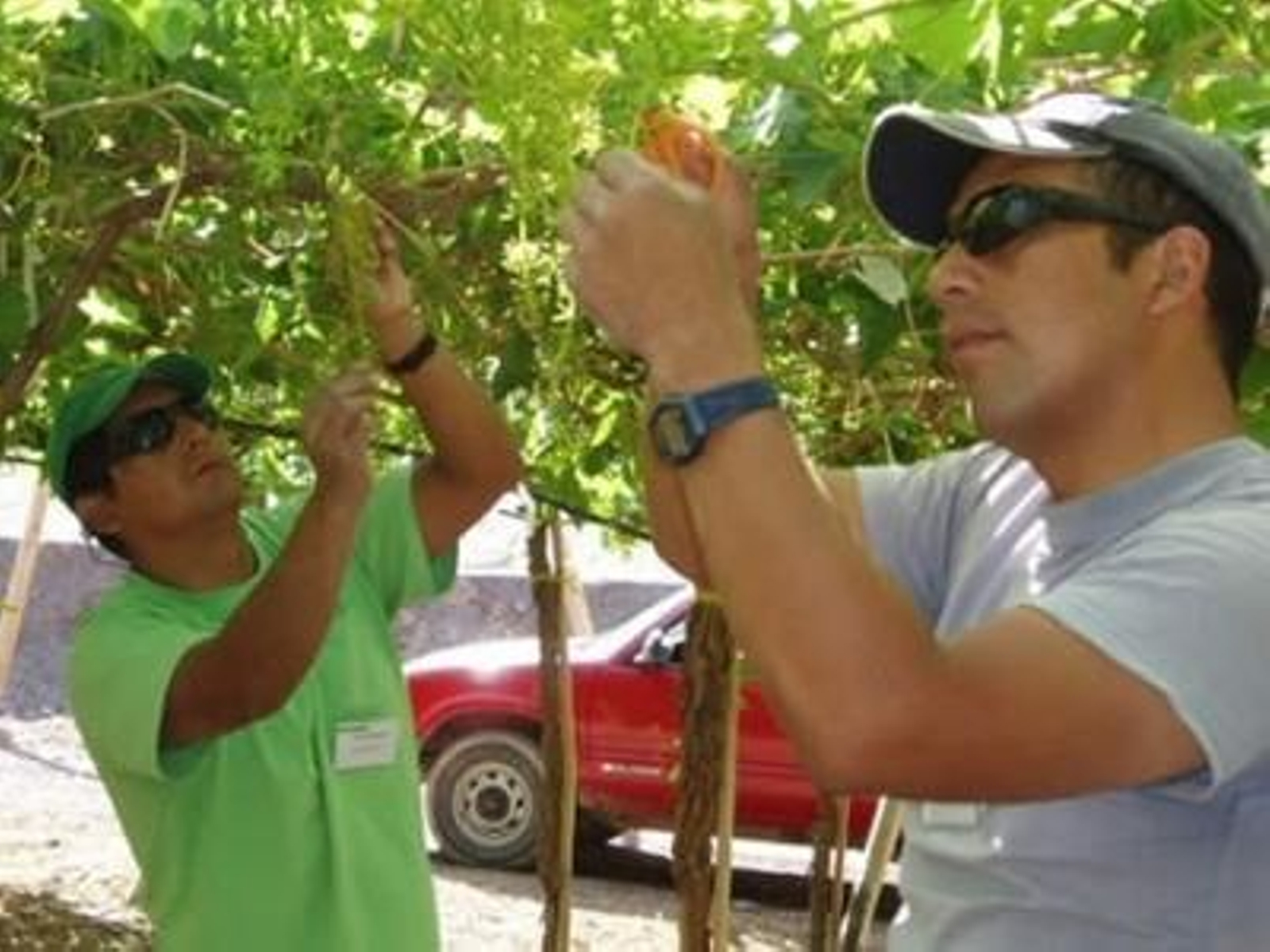La inmigración de temporeros se verá sujeta a mayor control.