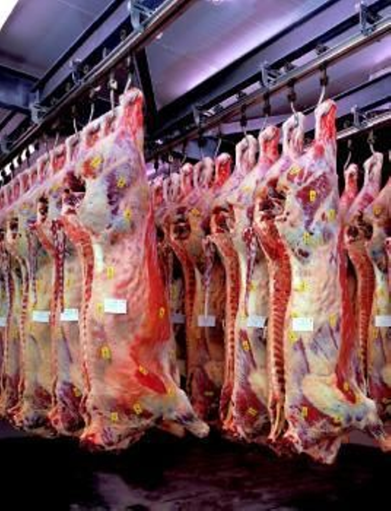 Ternera Gallega creció un 6% en el primer semestre con 42.135 canales