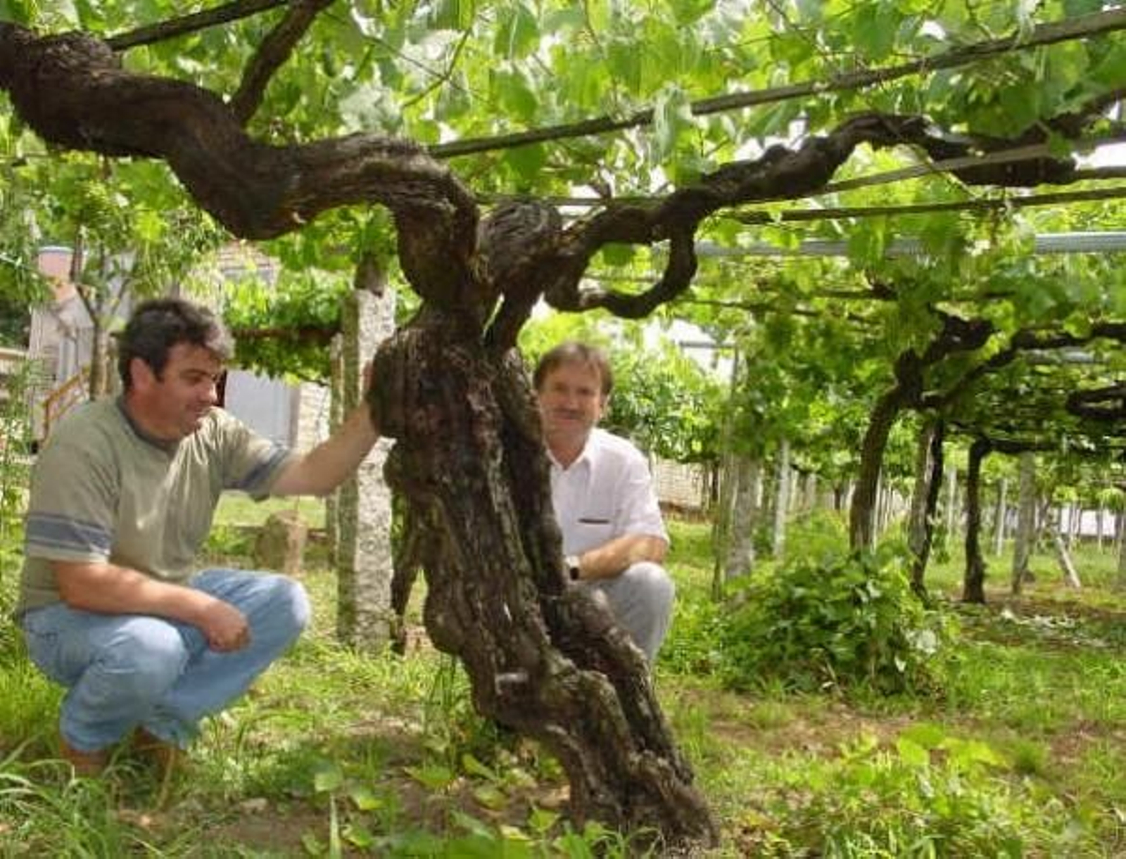Una antigua cepa en un viñedo de la Denominación de Origen Rías Baixas.